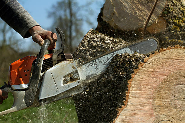 Emergency Storm Tree Removal in Roan Mountain, TN